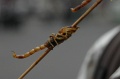 MP_DSC_0737