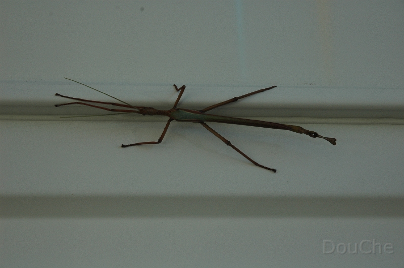 DSC_0488.jpg