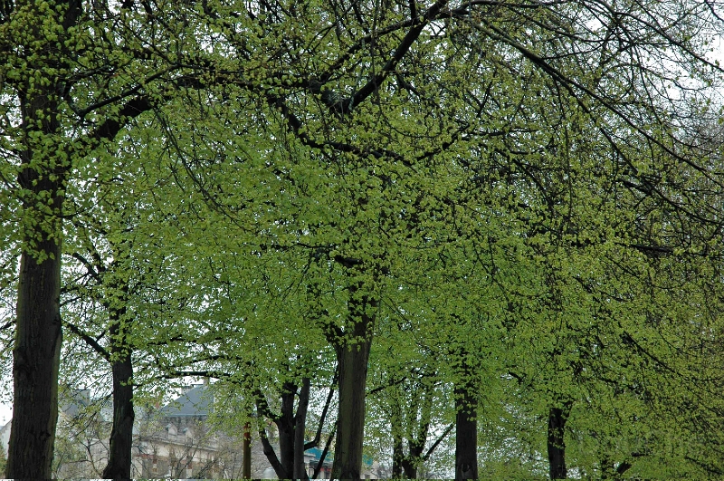 DSC_0009_out.jpg
