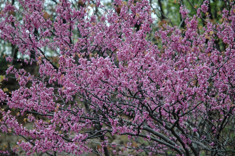 DSC_0364_out.jpg