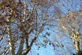 P1090689_800