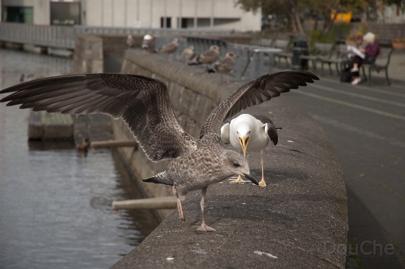 DSC_0302.jpg