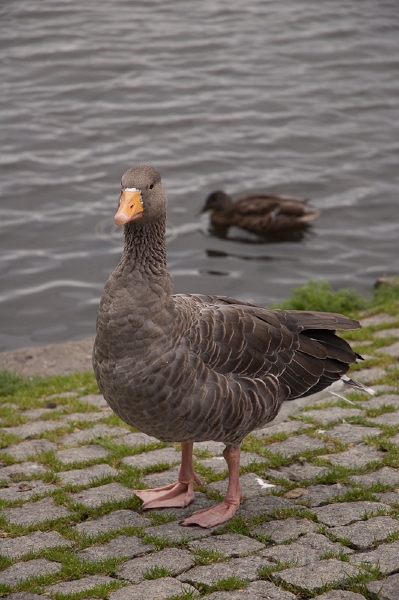 DSC_0319.jpg