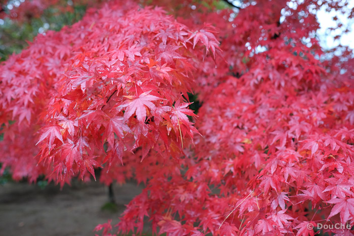 Hiraizumi
