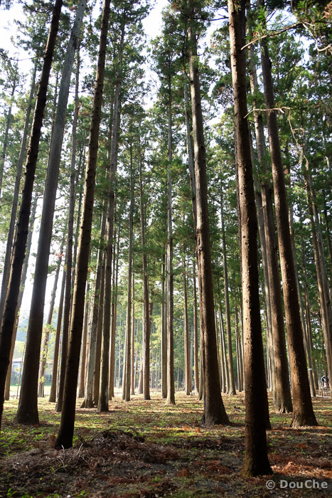  - Matsushima